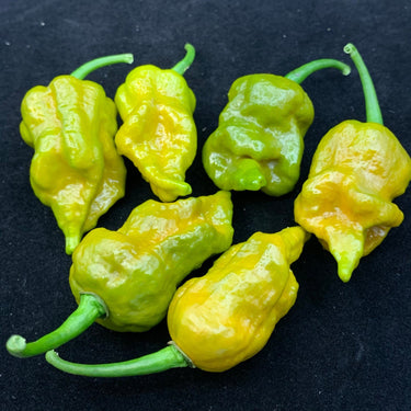 7 Pot Slimer - Seeds - The Pepper Pantry (Formerly Marie Sharp's)